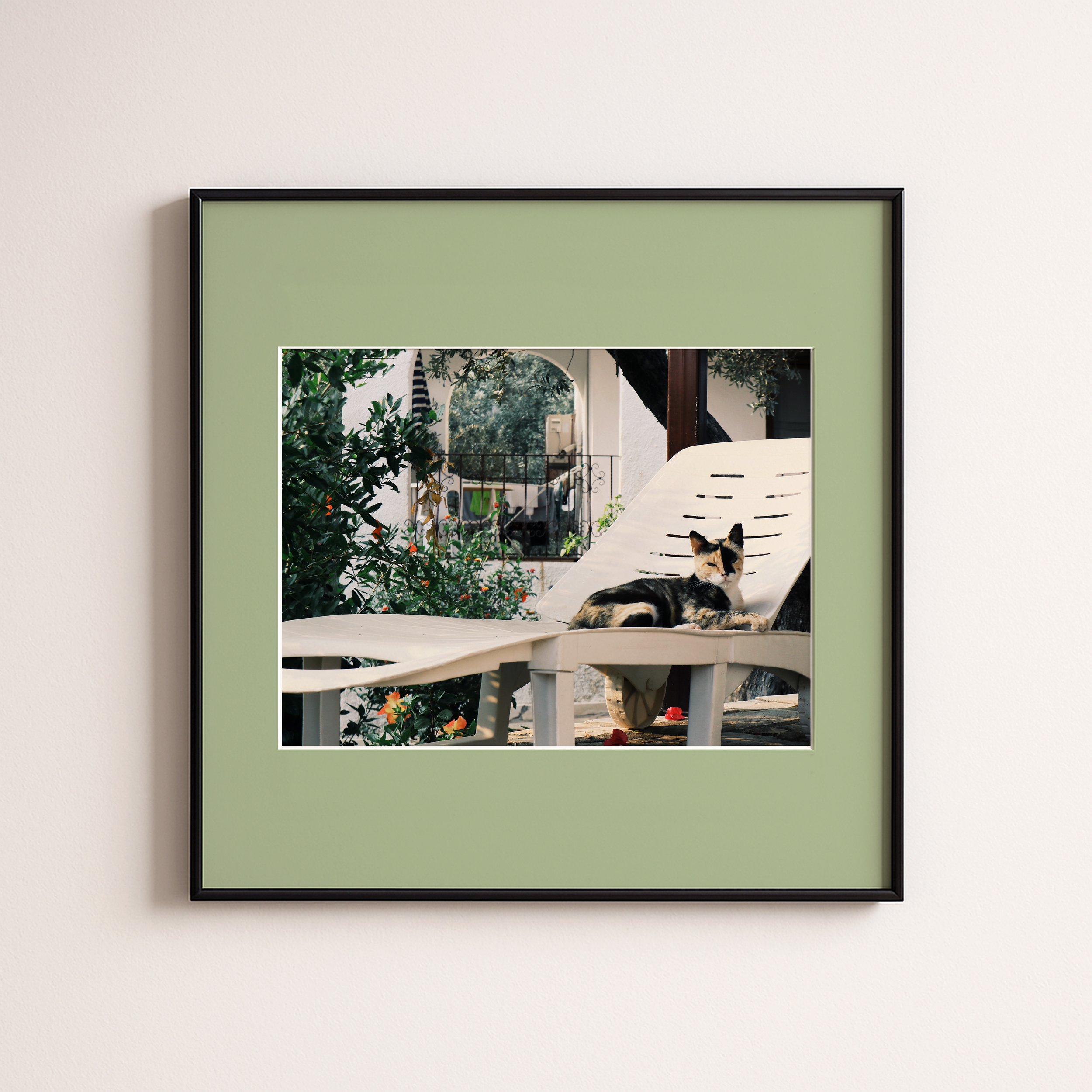 CAT ON SUNBET GREEN .jpg