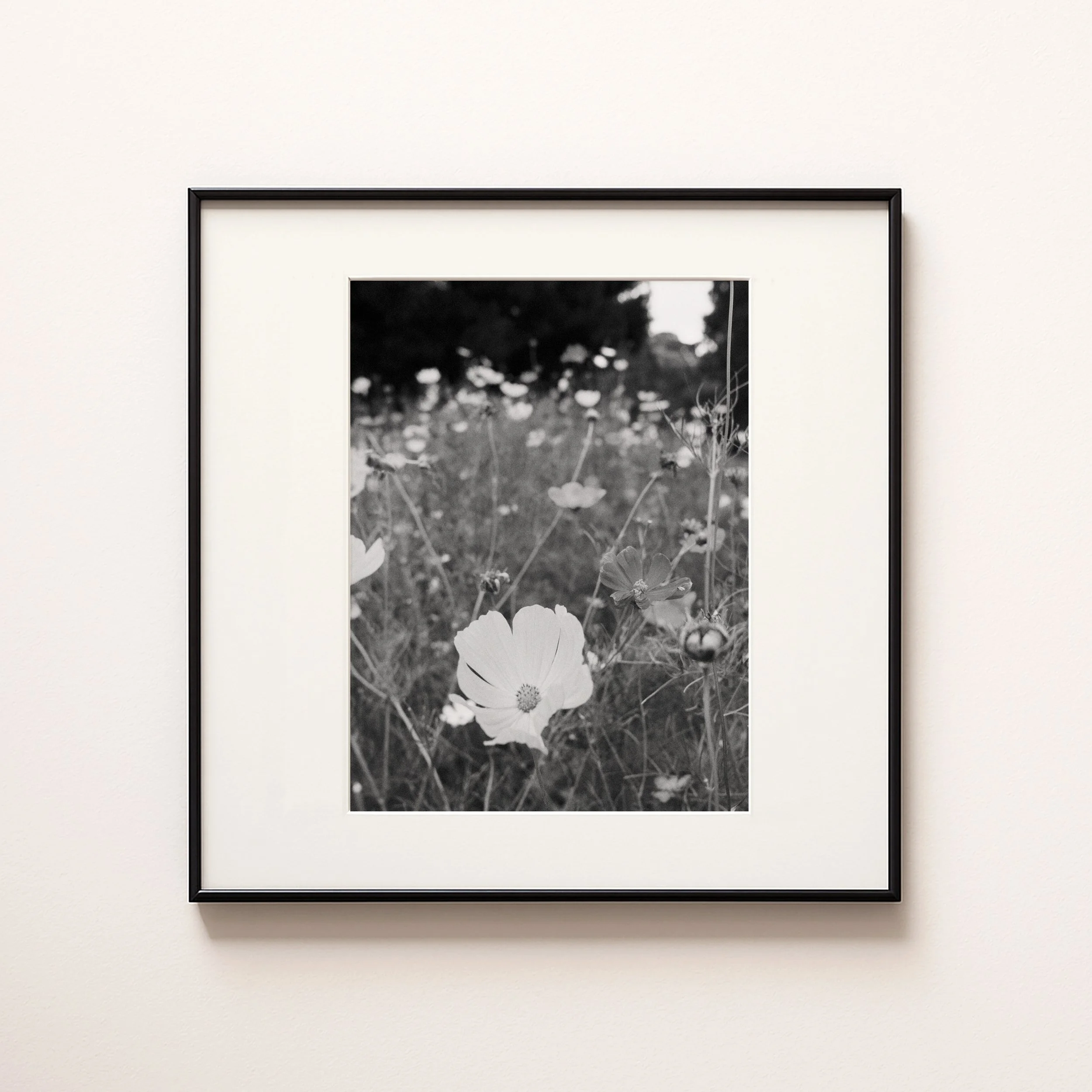 BLACK AND WHITE FLOWERS.jpg