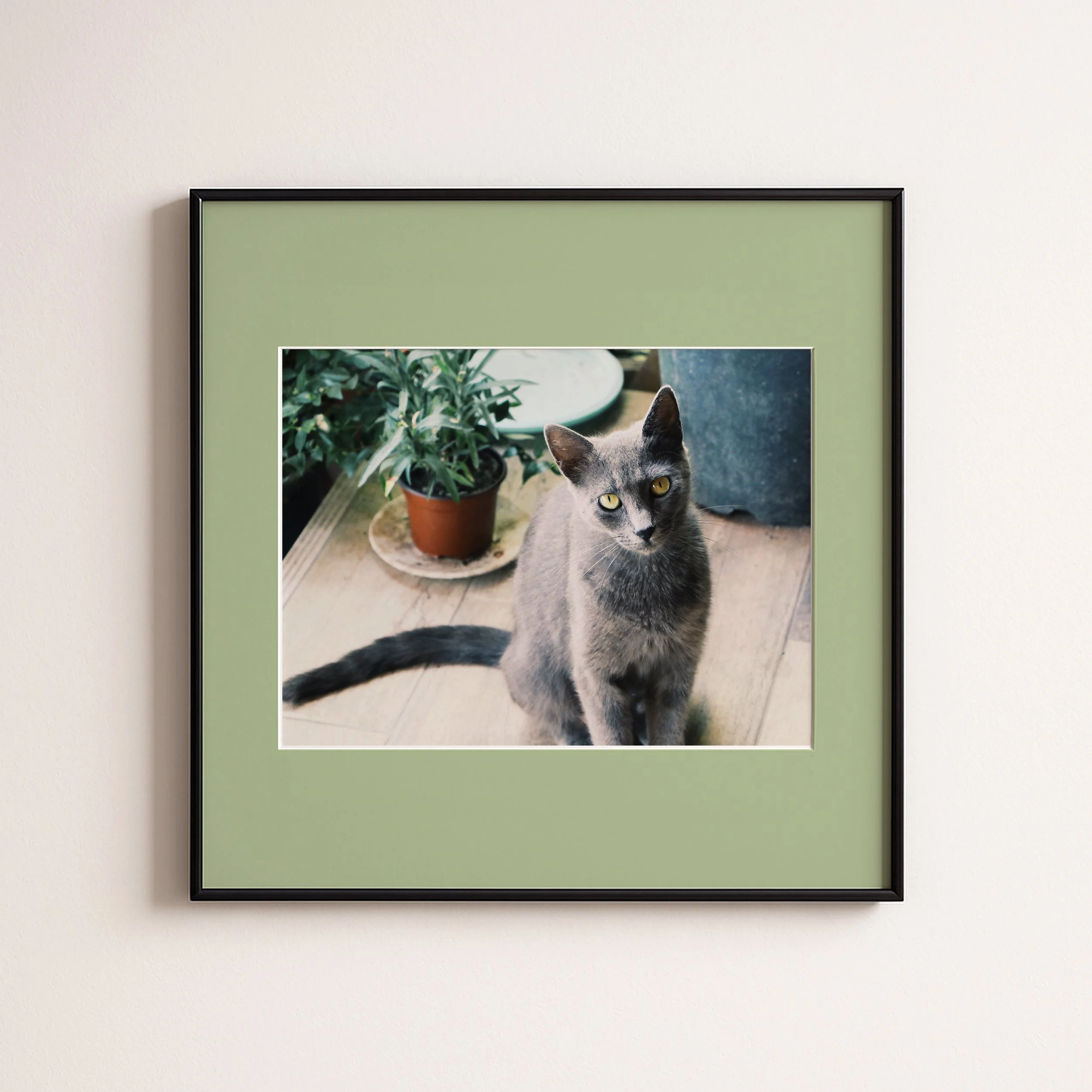 CATS EGES 2 LIGHT GREEN  .jpg