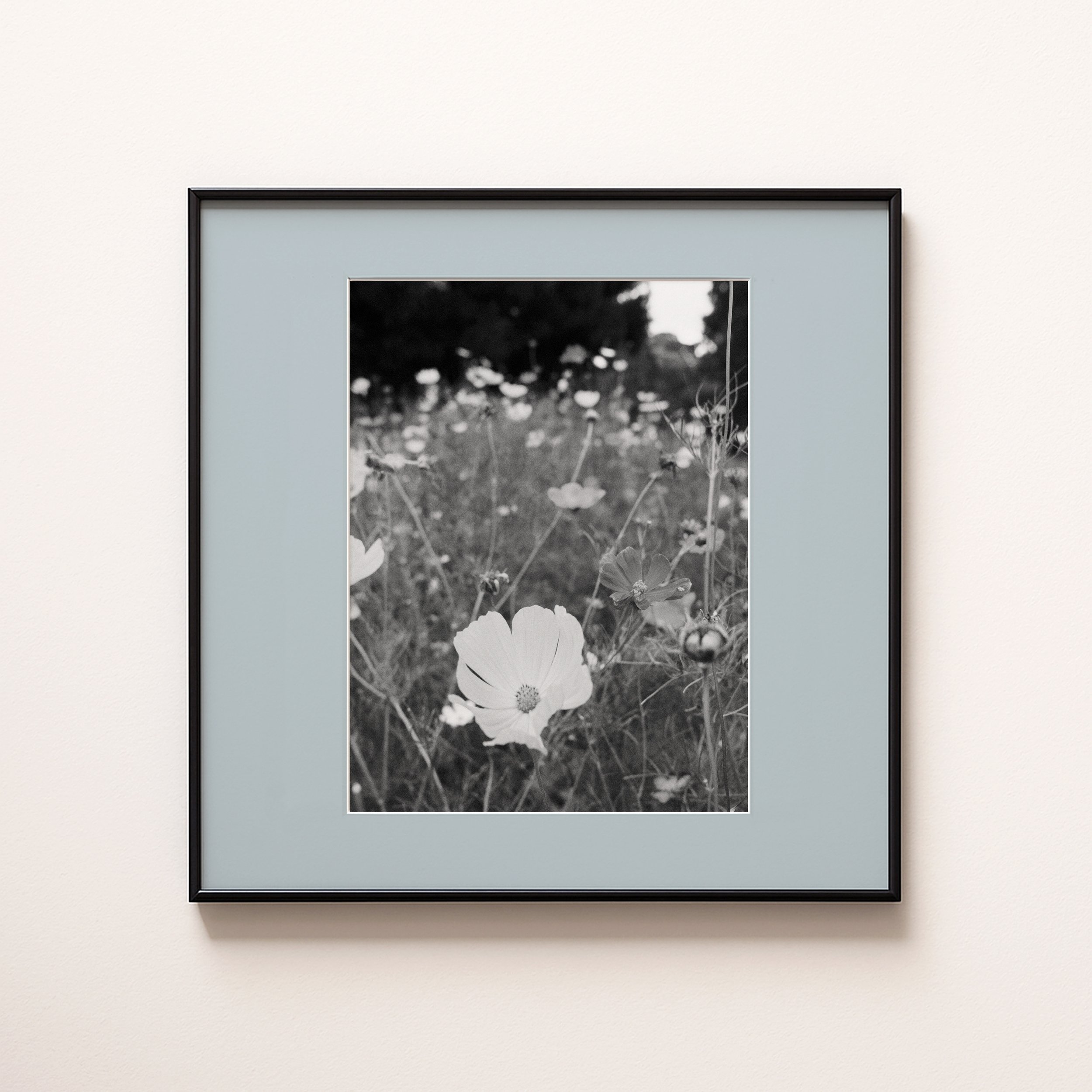 BLACK AND WHITE FLOWERS BLUE.jpg