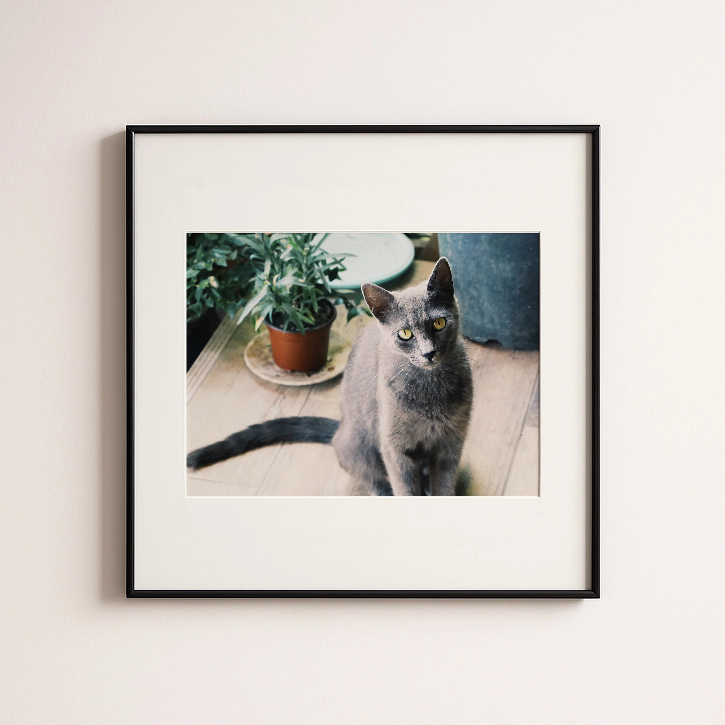 CATS EGES 2.jpg