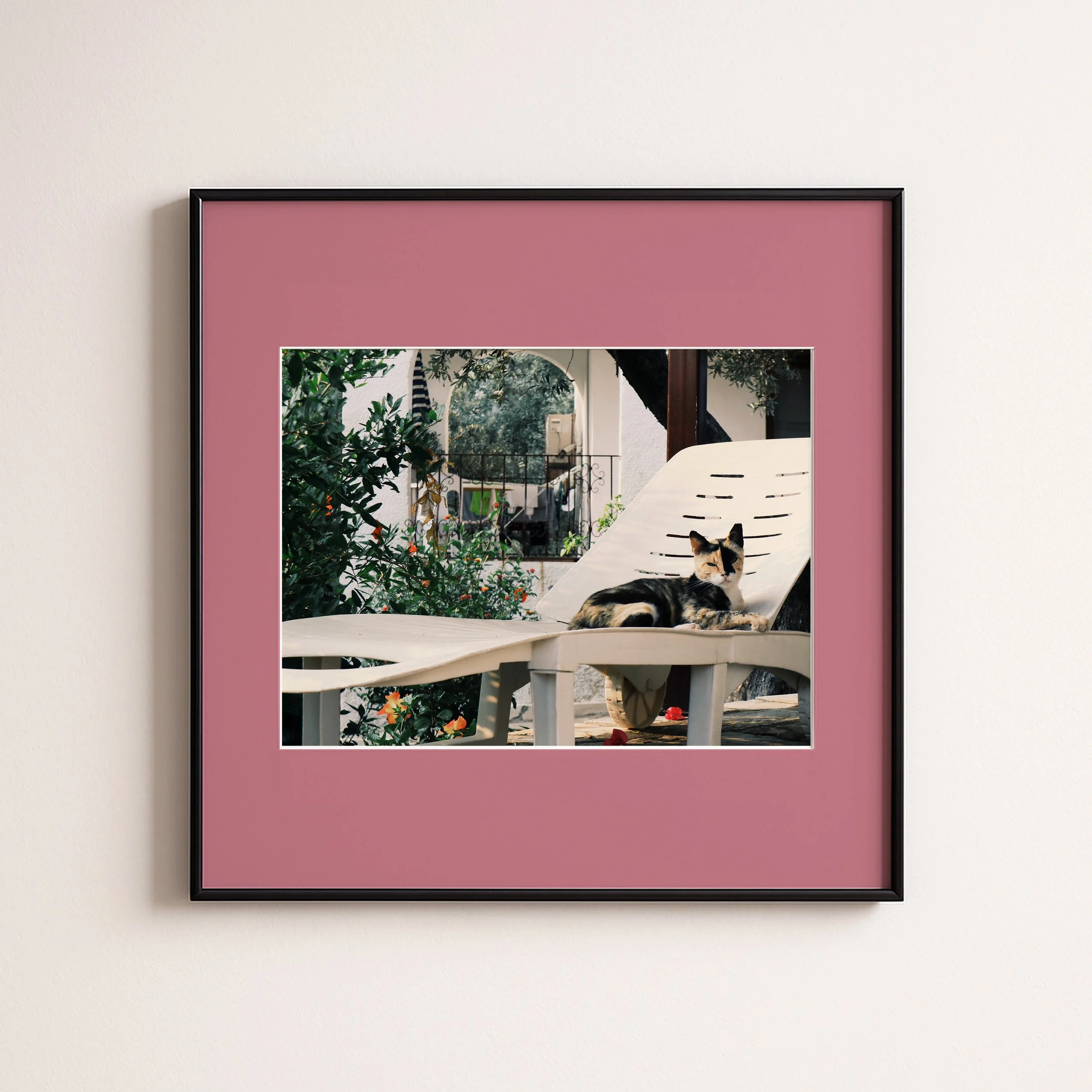 CAT ON SUNBET PINK.jpg