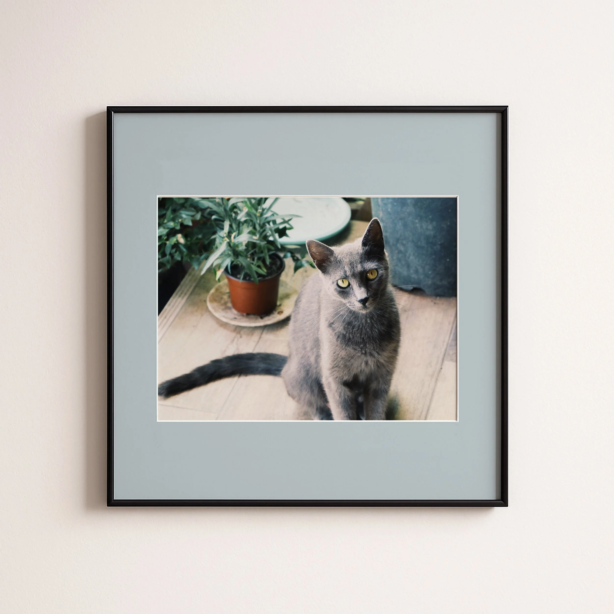 CATS EGES 2 LIGHT BLUE .jpg