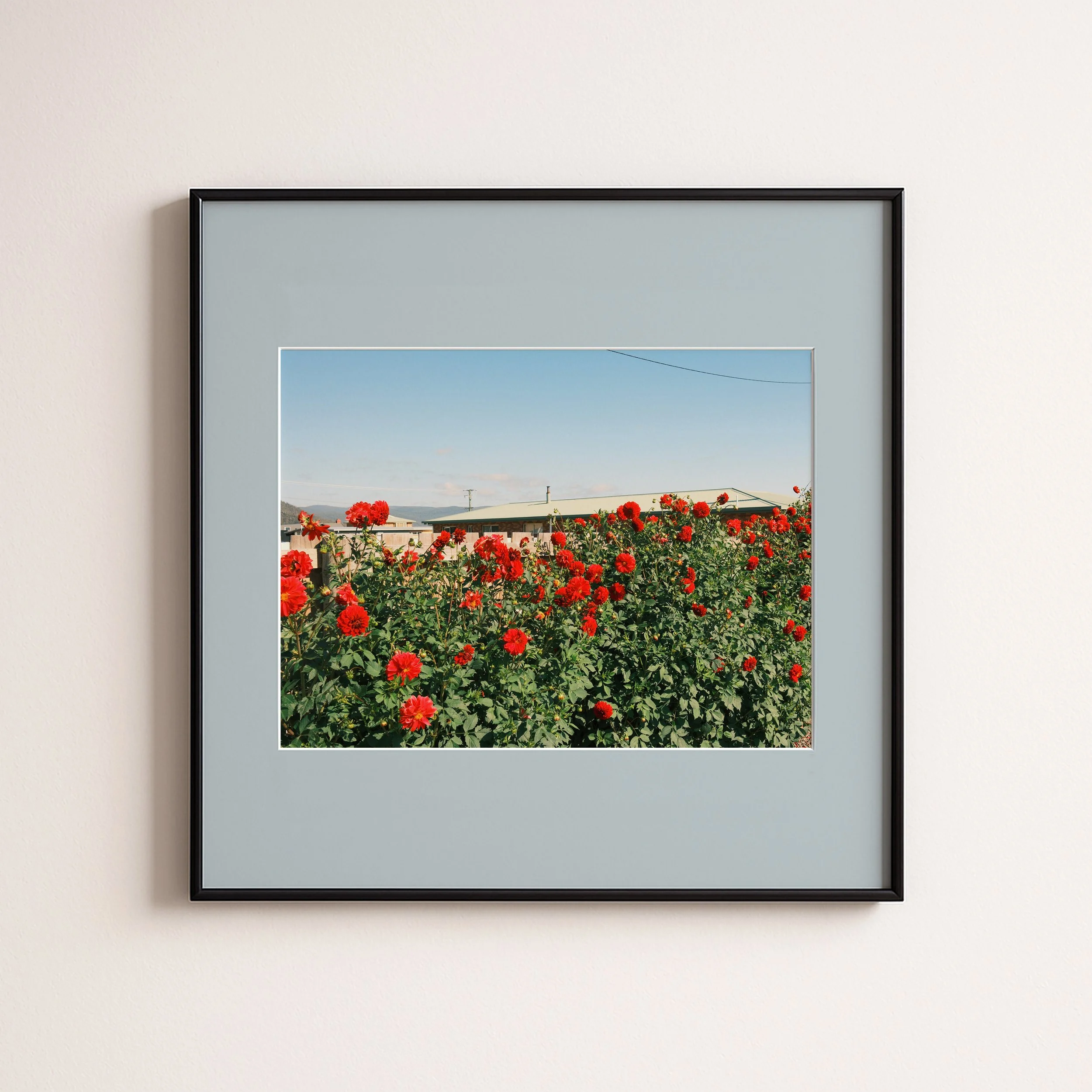 Flowers in Taz