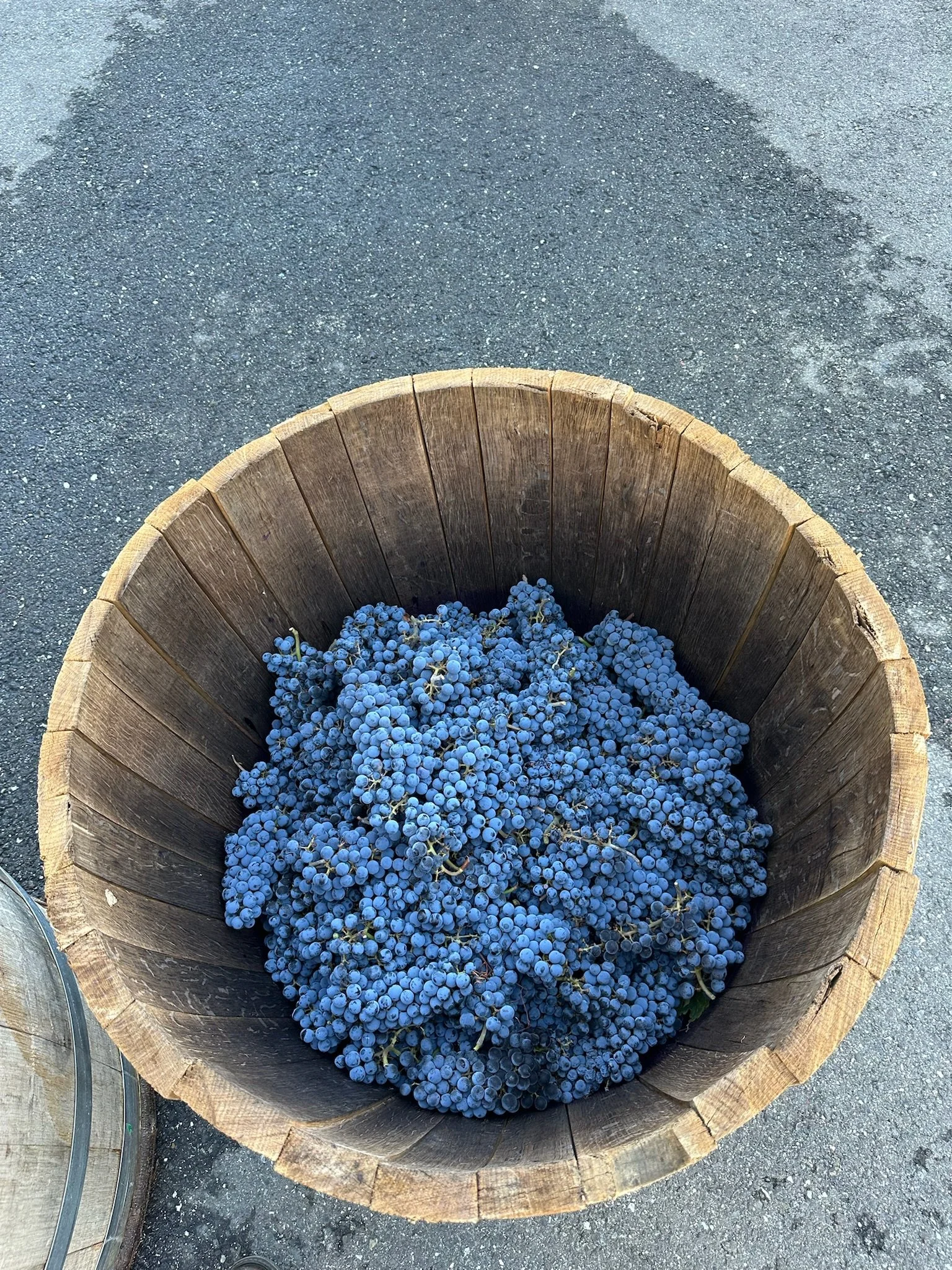 Grape Harvest & Wine Making 4 copy.jpeg