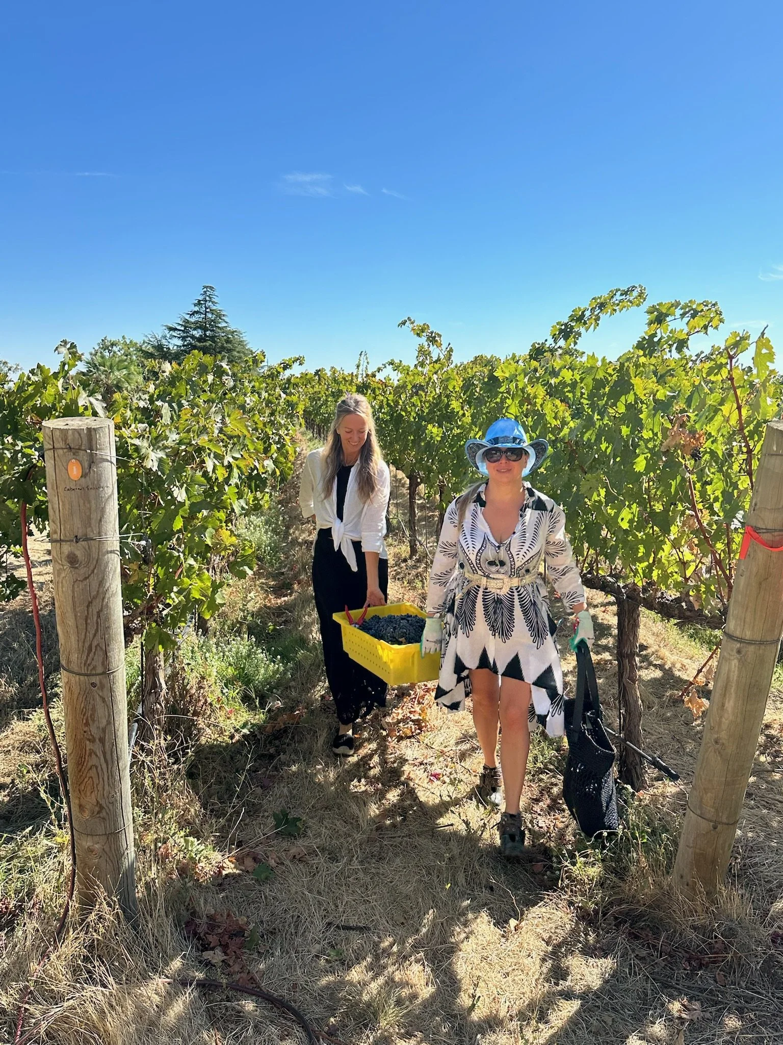 Grape Harvest & Wine Making 3 copy.jpeg