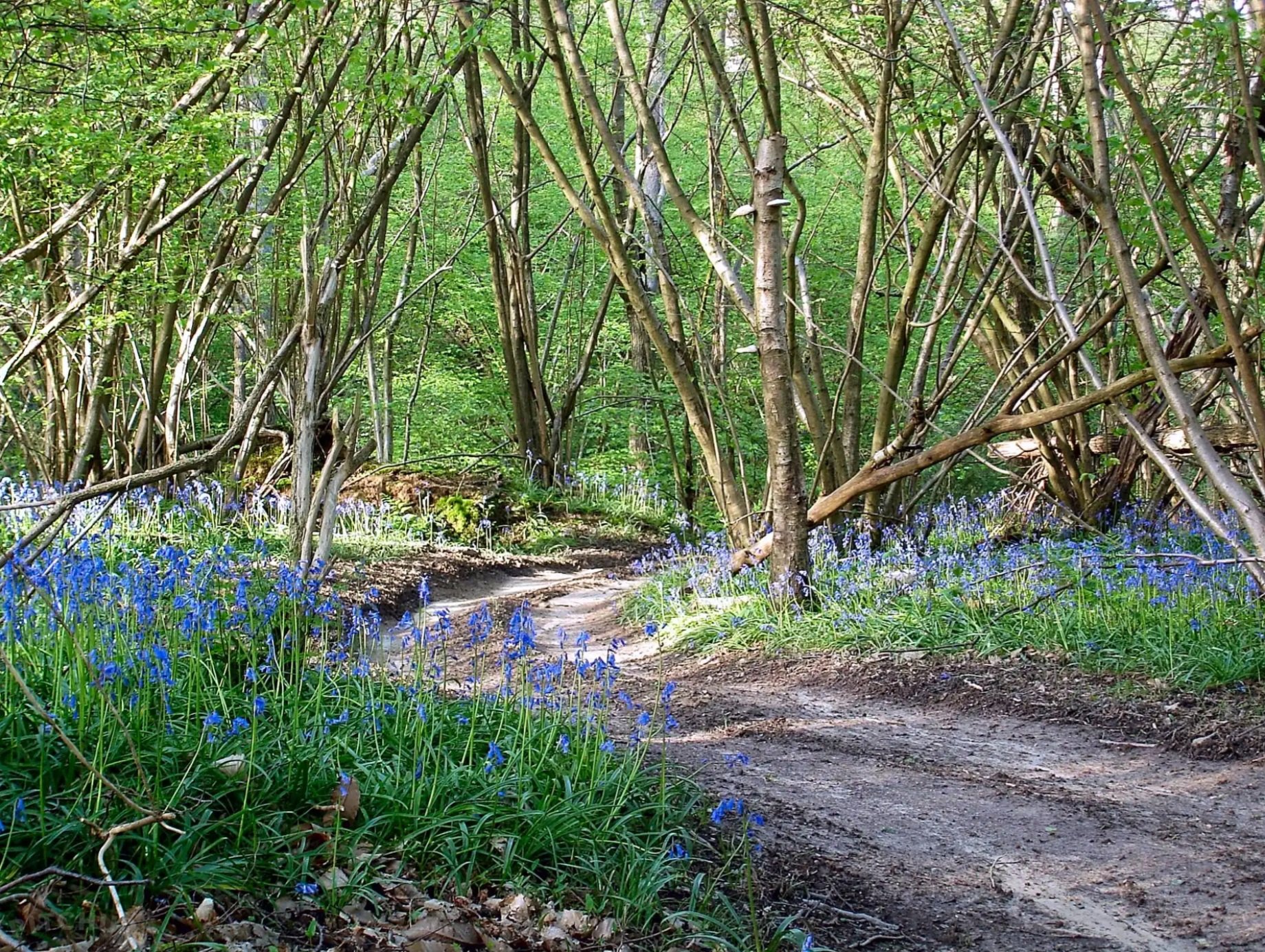 Bluebells+in+the+woods+Strictly+Camping.jpg