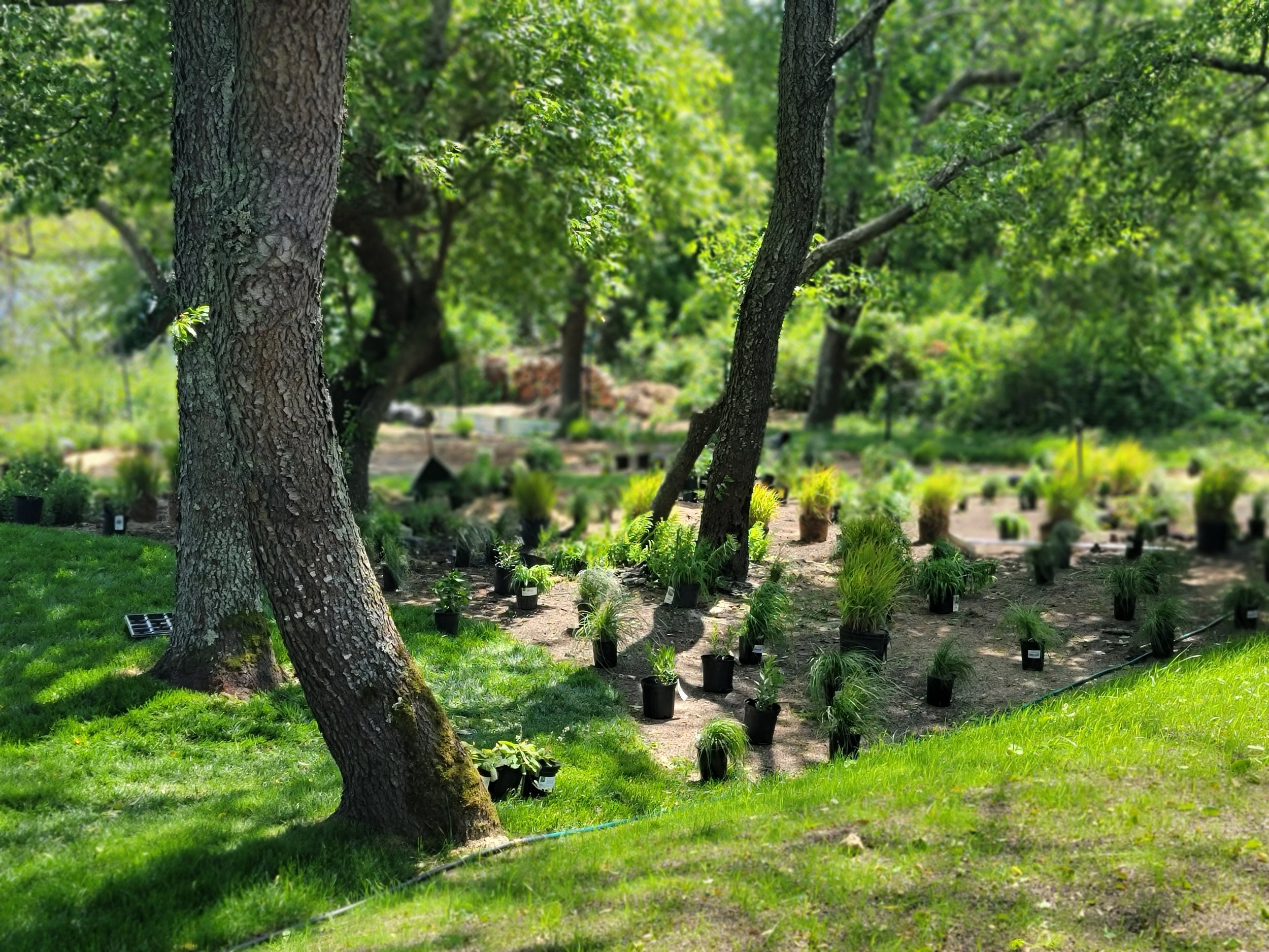 A garden with mature trees, green grass, and plants in nursery pots laid out for installation.