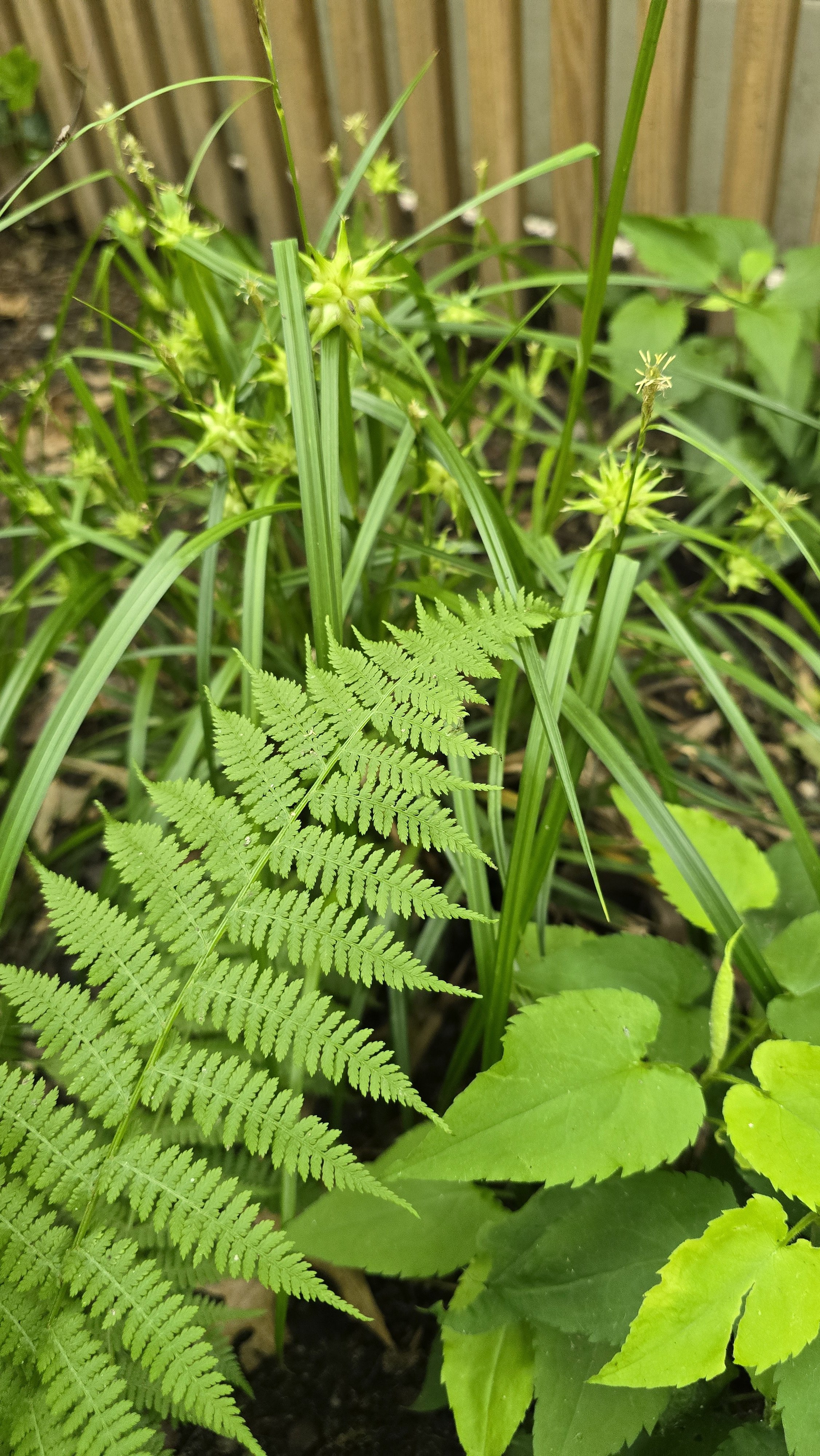 Close-up of Lady Ferns and Mace Sedge in a garden with a wooden fence in the background.