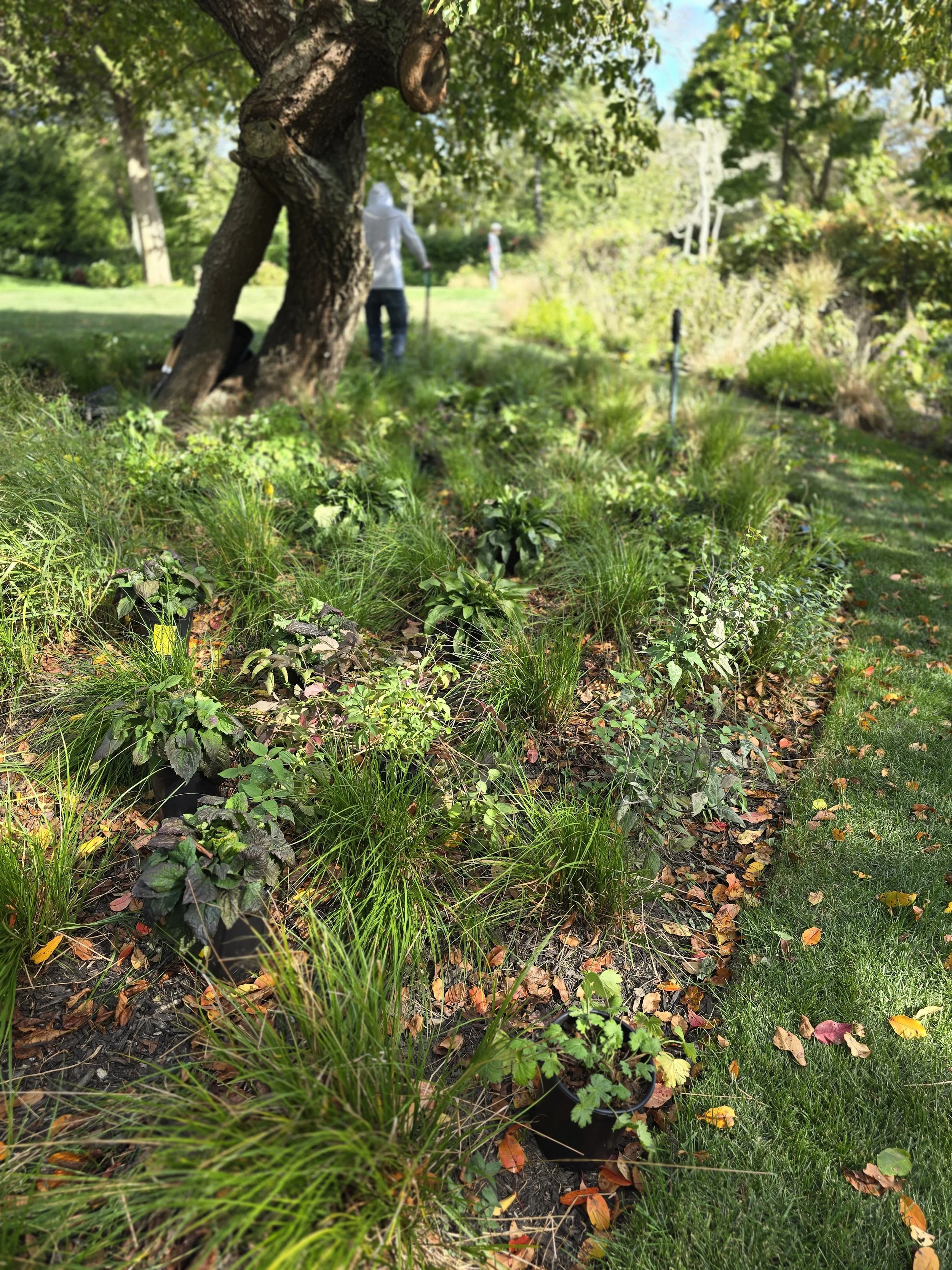 A garden scene with various green plants and fallen autumn leaves along a pathway, a large tree trunk, and people in the background installing supplemental plantings.