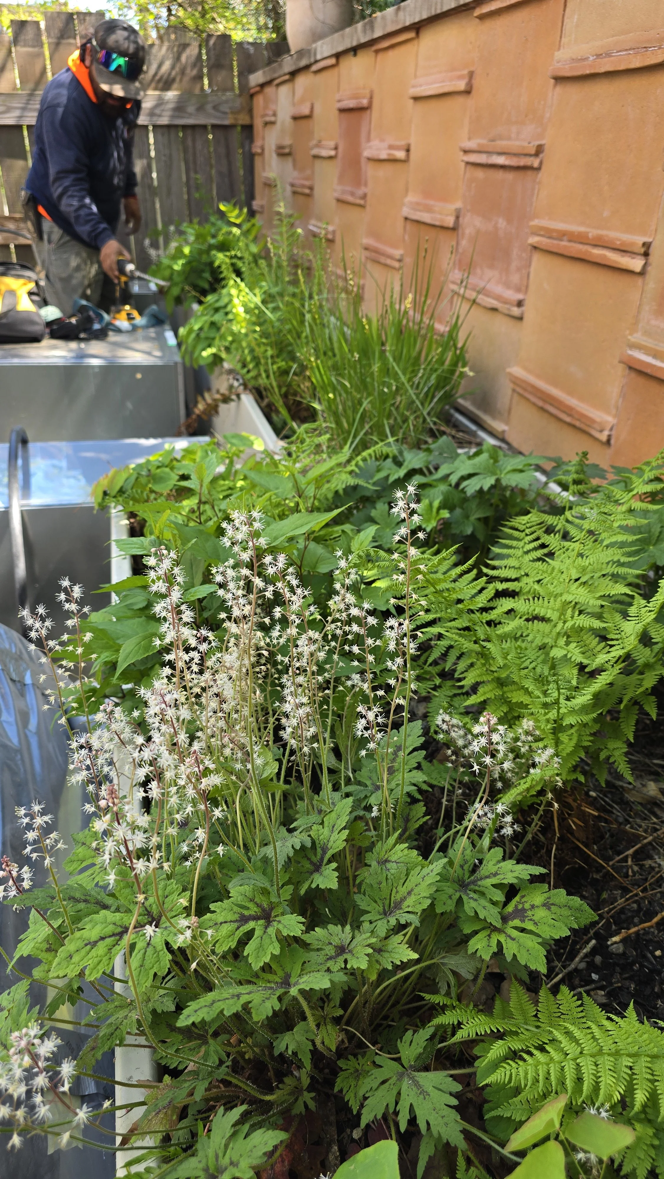 A garden with lush green plants, including ferns and foamflower. In the background, a man is working with gardening tools near a wall faced with terracotta tiles.