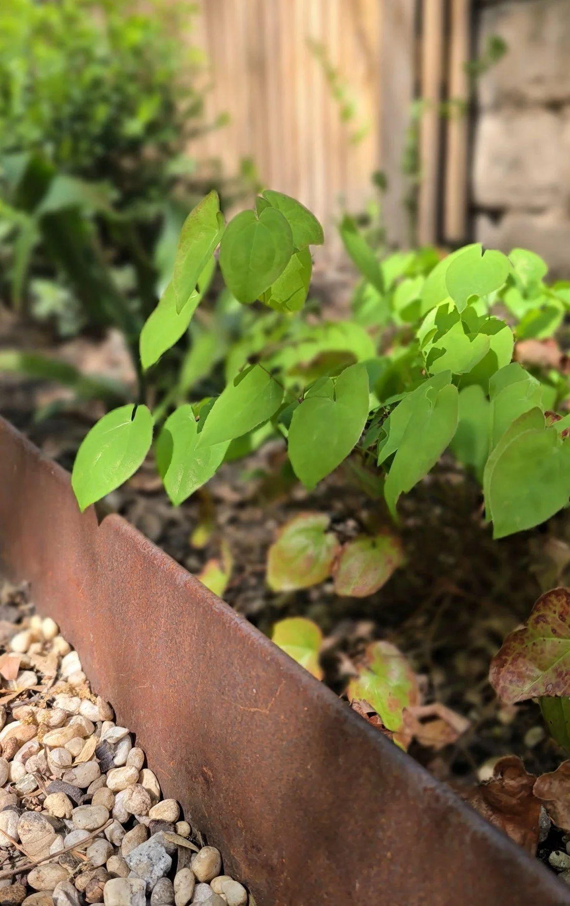 Green leafy Barrenwort or epimedium growing in a planting bed with Cor-ten steel edging and a pea gravel pathway in the foreground and a wooden fence in the background.