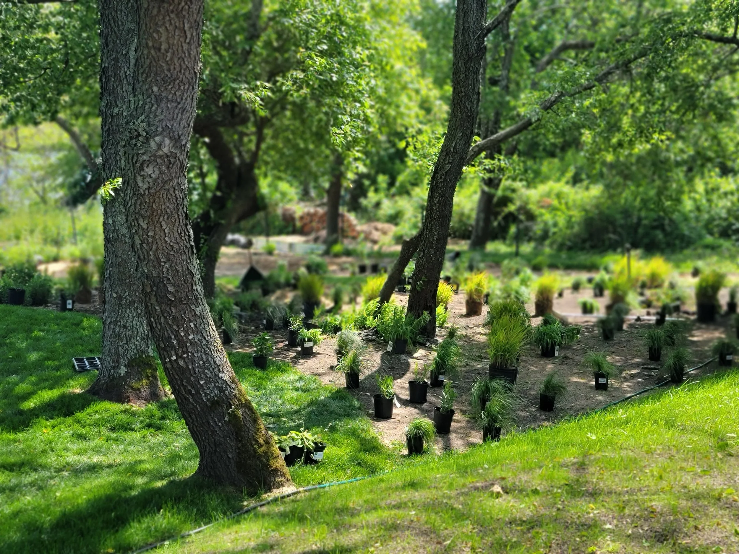 A lush green garden with several trees and potted plants arranged along a path.