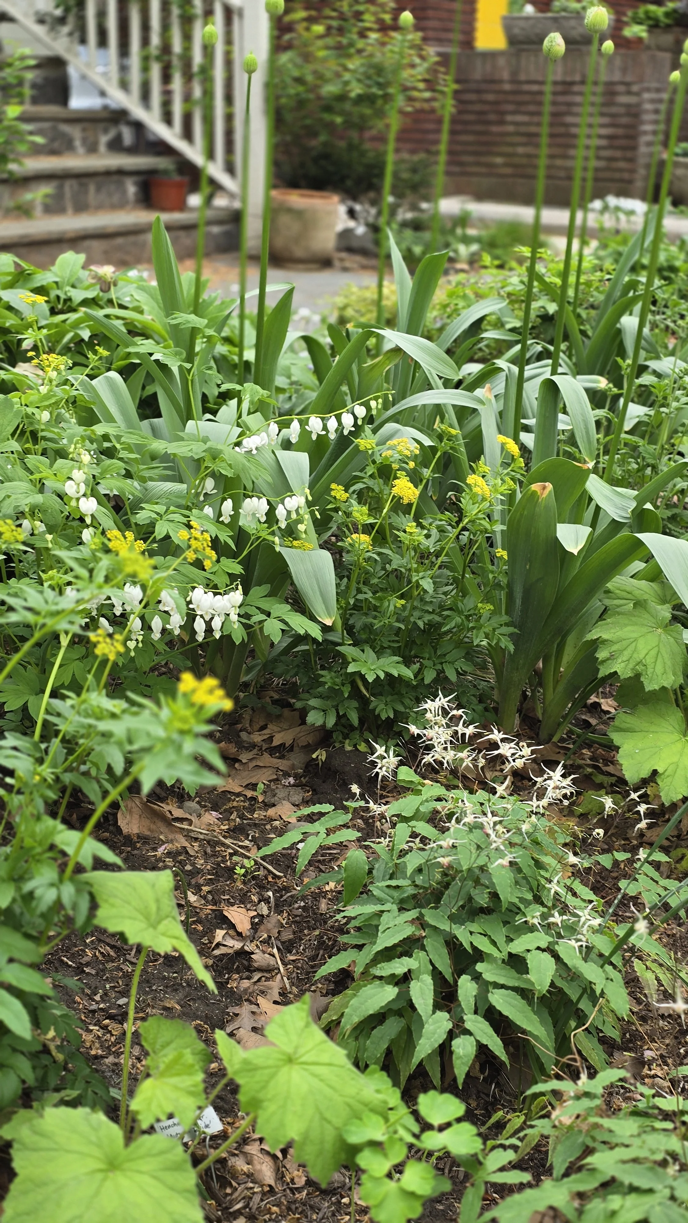 A garden with various plants, including white bleeding heart flowers, Golden Alexanders, and leafy green plants, with stone steps and pots in the background.