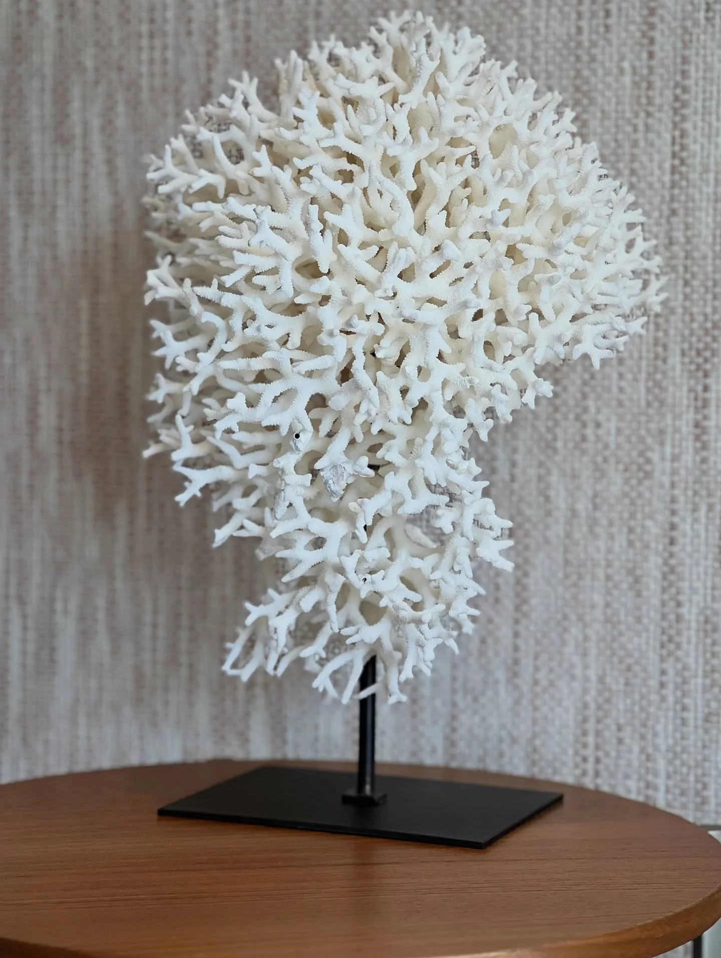 ππ. πͺΈ Coral Seriatopora Hystrix – Bird Nest Coral 
Uma peça natural de coral branco que transmite leveza e sofisticação. As suas formas orgânicas evocam a beleza intemporal do oceano, tornando-se um destaque elega