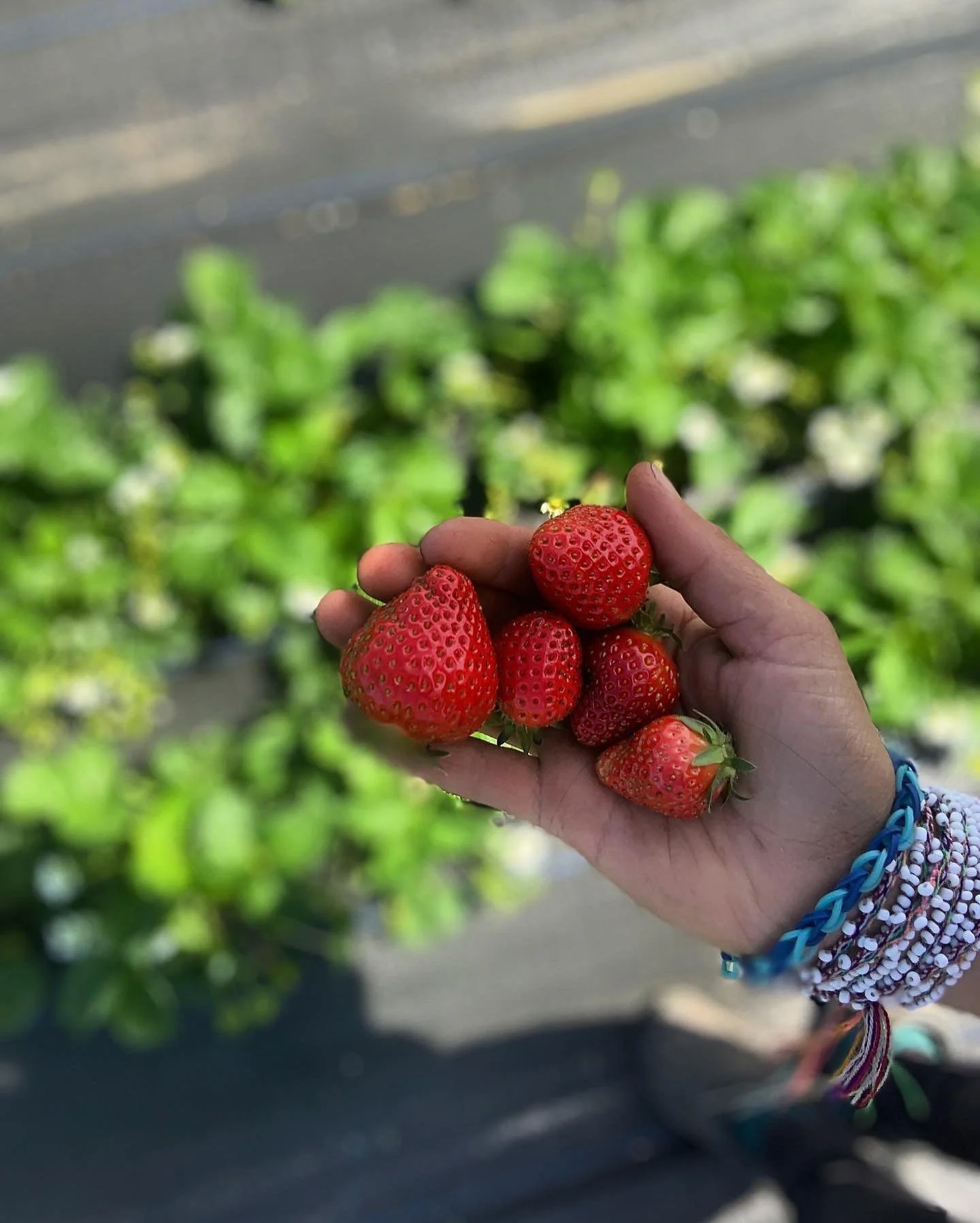 Old Beach Farmers Market
