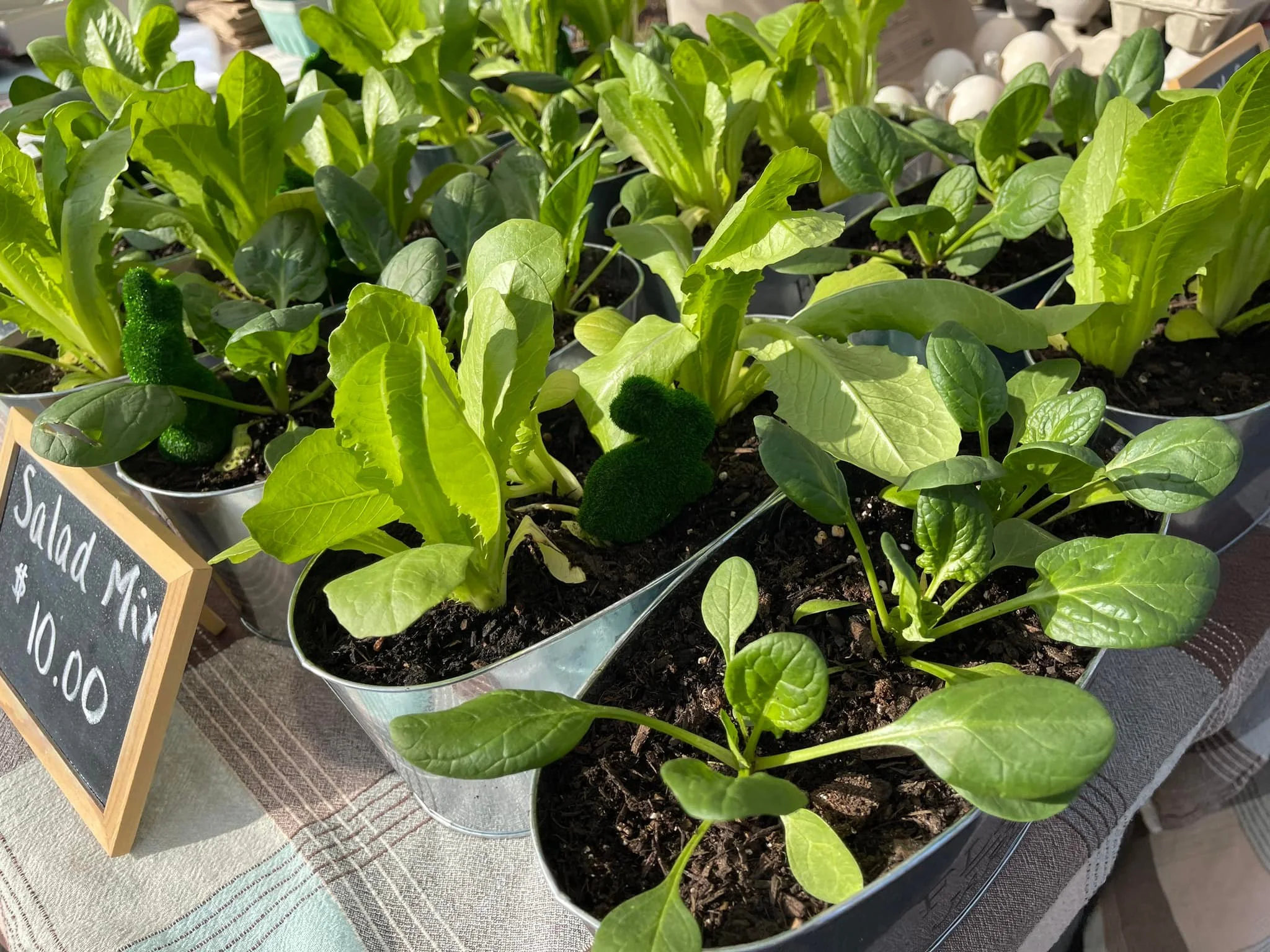 Old Beach Farmers Market