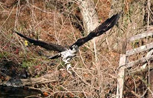 Ospreys Catch thumb.jpg
