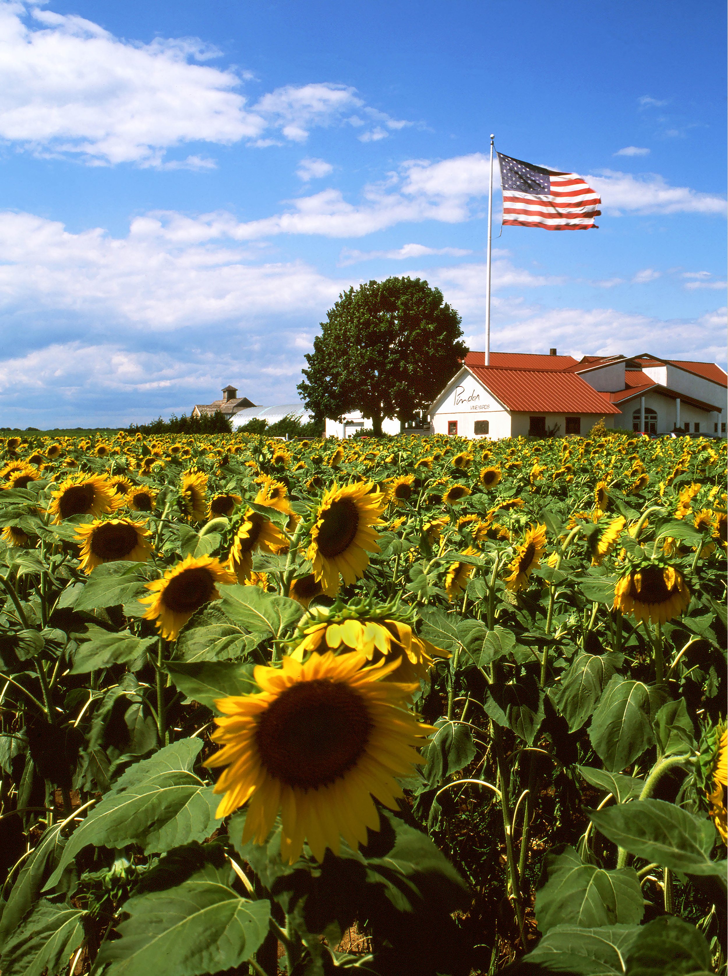 Sunflowers at Pindar small-new scan copy.jpg