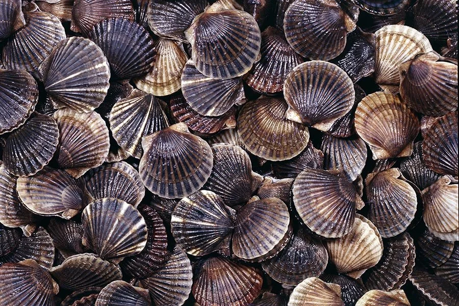 Scallops of Plenty