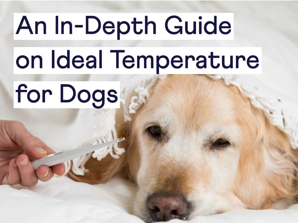 An InDepth Guide on Ideal Temperature for Dogs — Sidekick by Finn