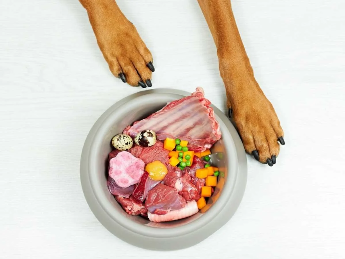 Picture Idea: 5 Best Dog Foods For Allergies 2022