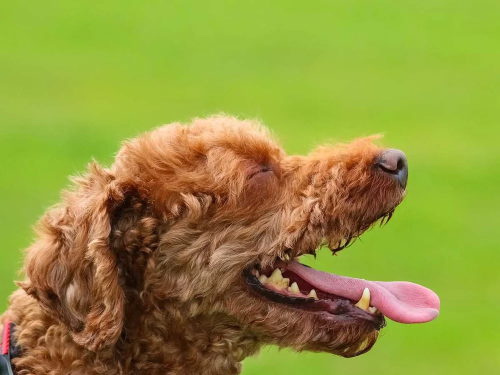 The Ultimate Dog Anatomy Guide 2022 — Sidekick by Finn