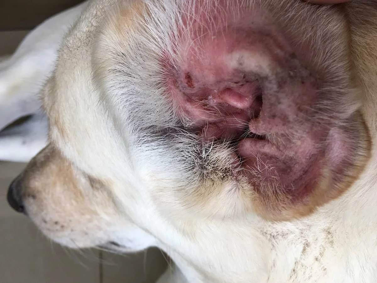Dog Ear Infection Causes Diagnosis And Treatments Sidekick By Finn