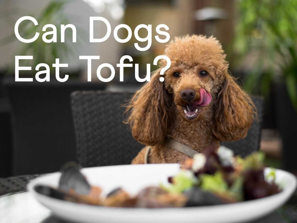 Can Dogs Eat Tofu Is It Safe To Feed Your Dog Tofu  