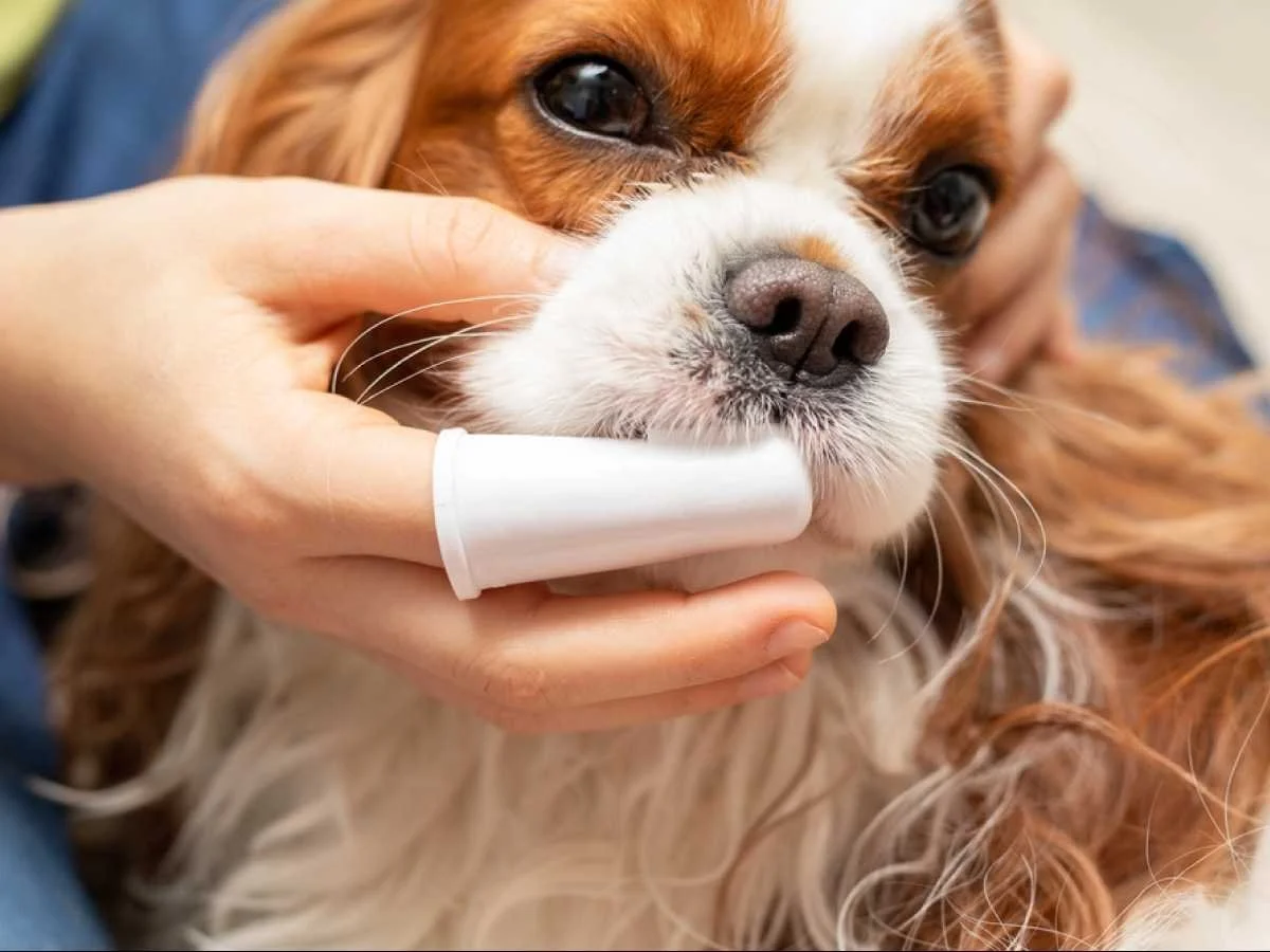 Dog Teeth Cleaning How Often Dogs Need Teeth Cleaned — Sidekick by Finn