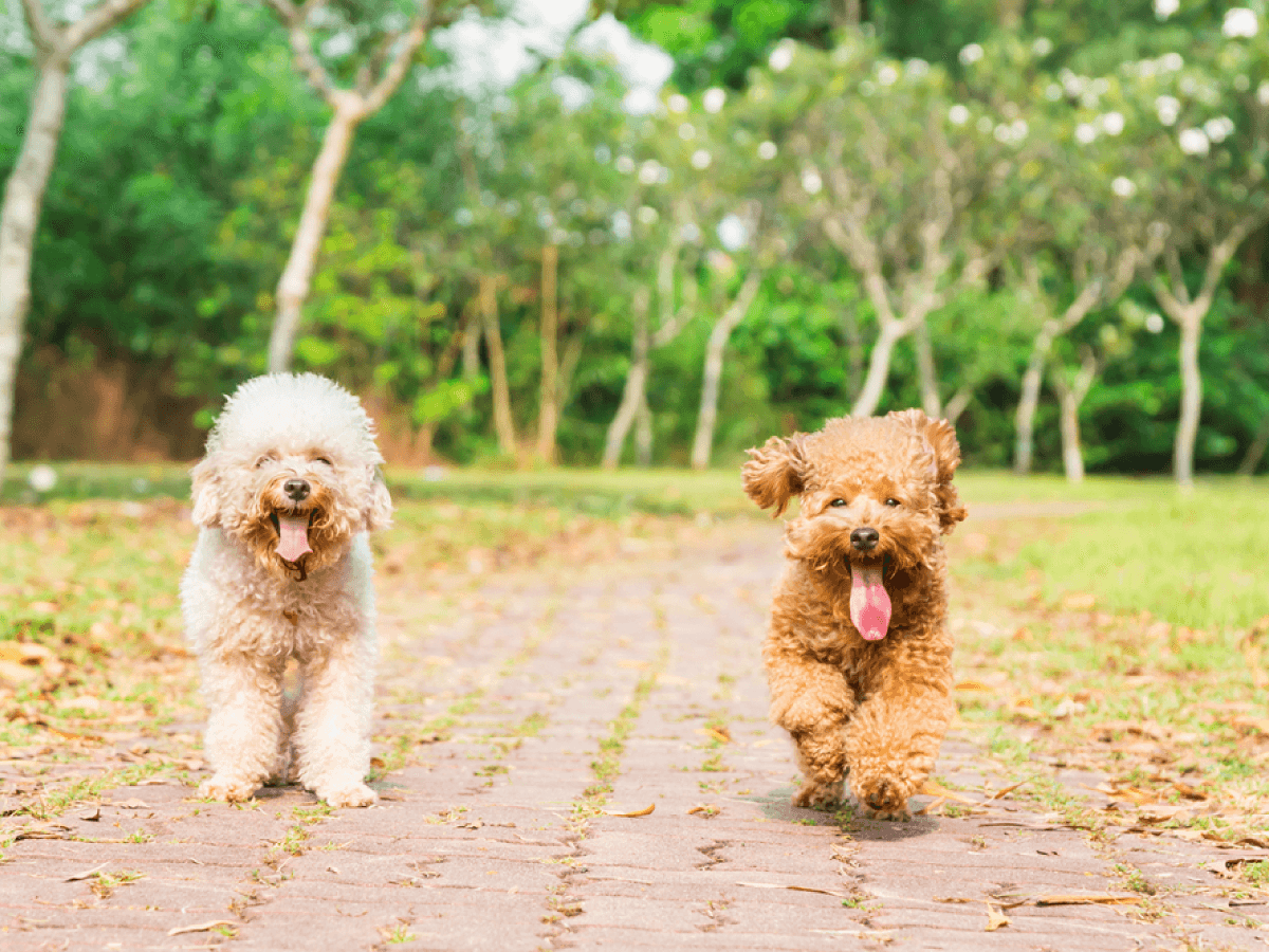 Why Is My Dog Breathing Heavy? — Sidekick by Finn