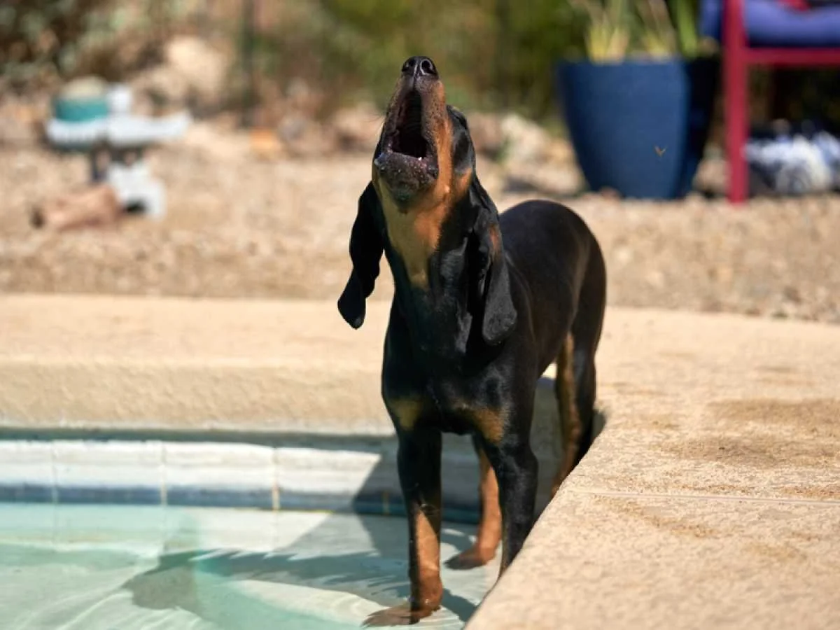 Why Is My Dog Whining? — Sidekick by Finn