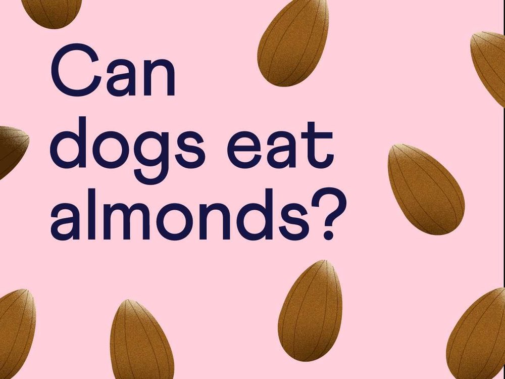 Can Dogs Eat Almonds? — Sidekick by Finn