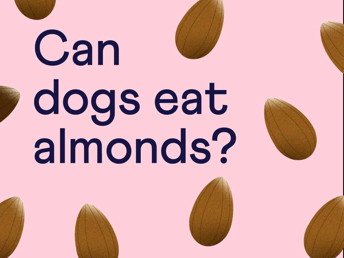 Can Dogs Eat Almonds? — Sidekick by Finn