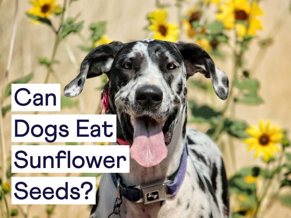 Can Dogs Eat Sunflower Seeds? Yes, But Watch Out For This.. — Sidekick