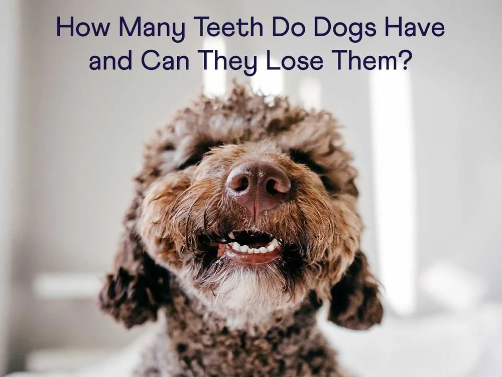 Dog Teeth How Many Teeth Do Dogs Have & Can They Lose Them? — Sidekick