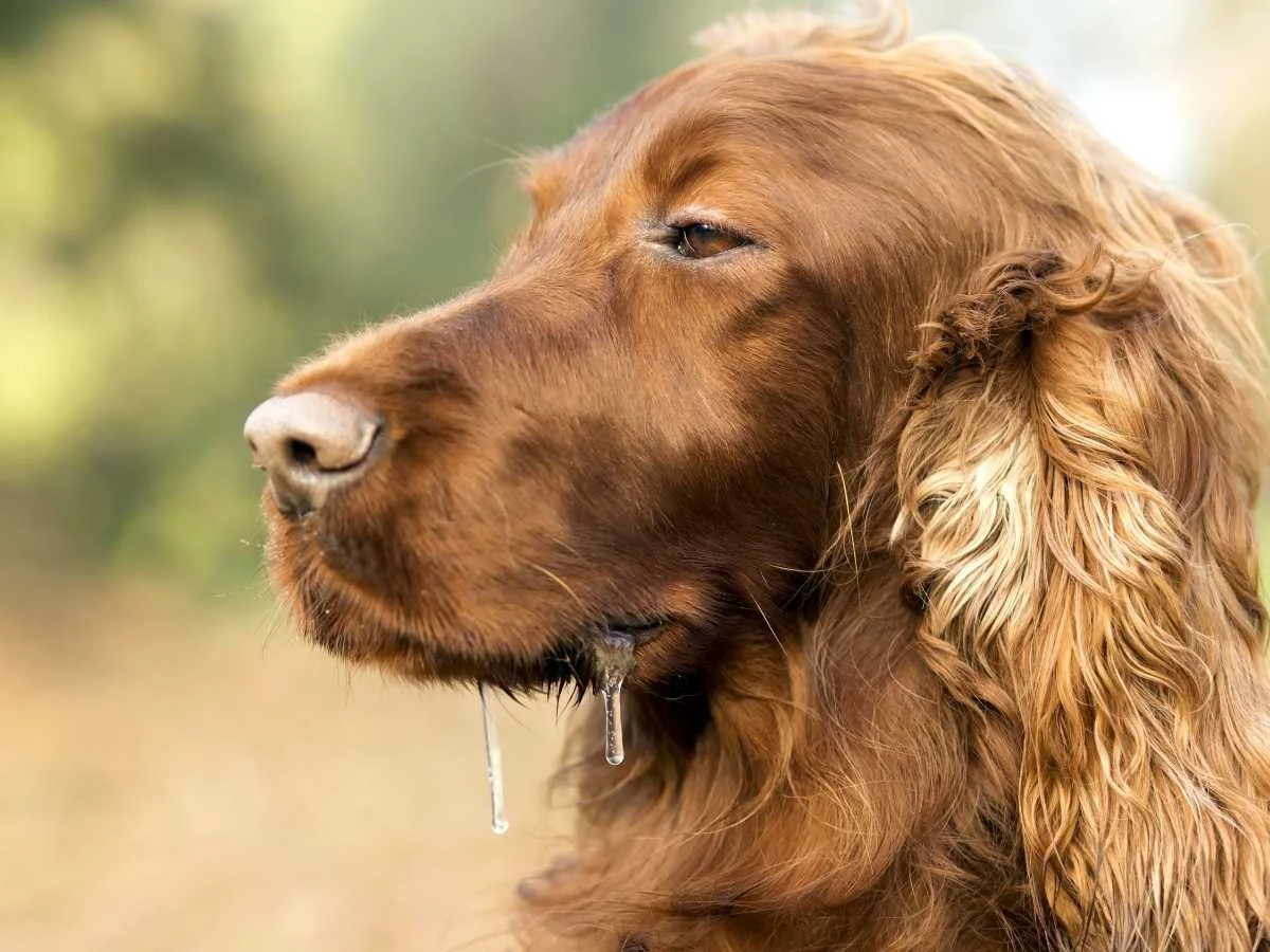 An In-Depth Guide on Ideal Temperature for Dogs — Sidekick by Finn