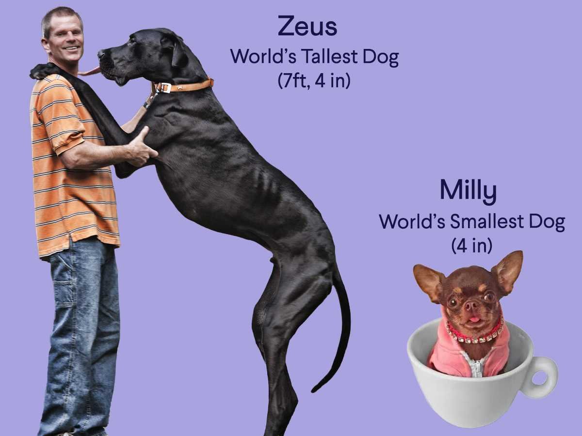 largest dog zeus