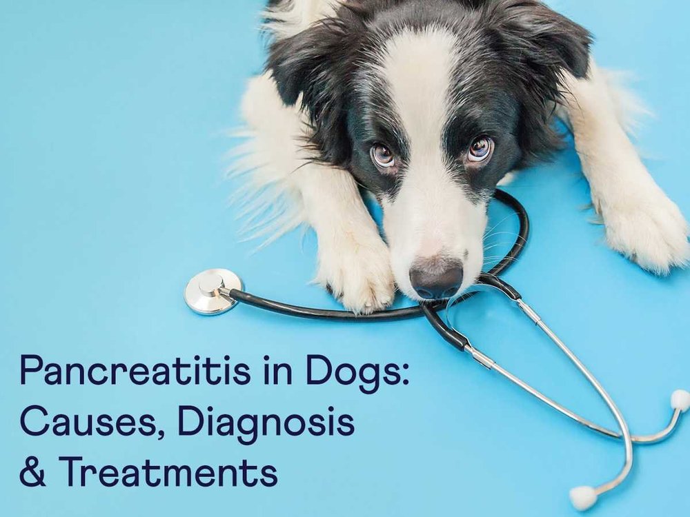 Beautiful view of Chocolate Causing Pancreatitis In Dogs