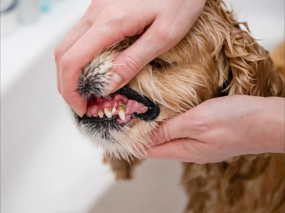 Dog Teeth Cleaning How Often Dogs Need Teeth Cleaned — Sidekick by Finn