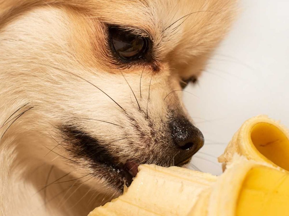 Picture of Can Dogs Eat Bananas? — Sidekick by Finn