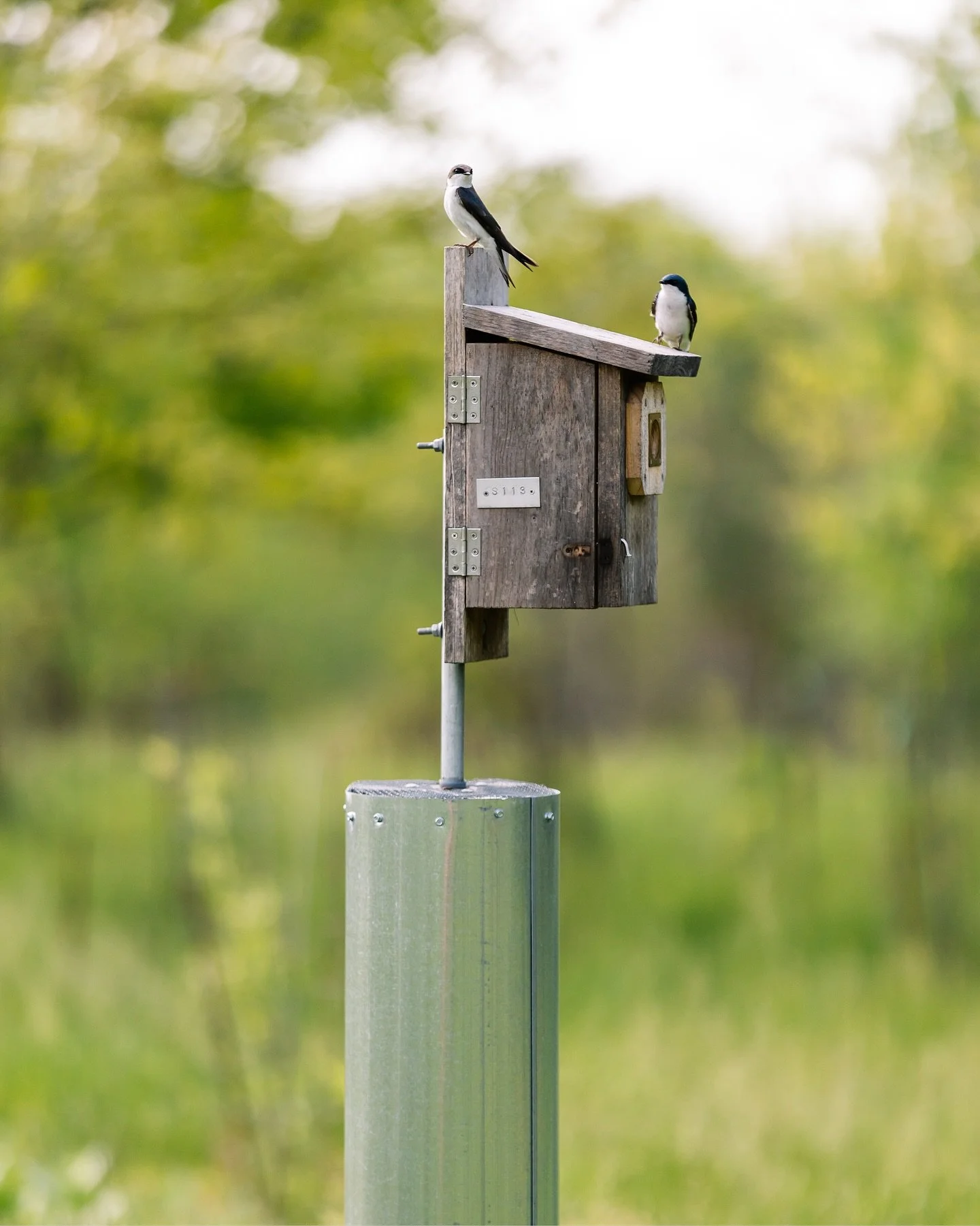 On an early May morning, Ashley and I covered a story on birding for Delaware Today Magazine. We were led by Joe Sebastiani, Director of Land Stewardship at Delaware Nature Society, at Middle Run Valley in Newark, Delaware. I even added a few new lif