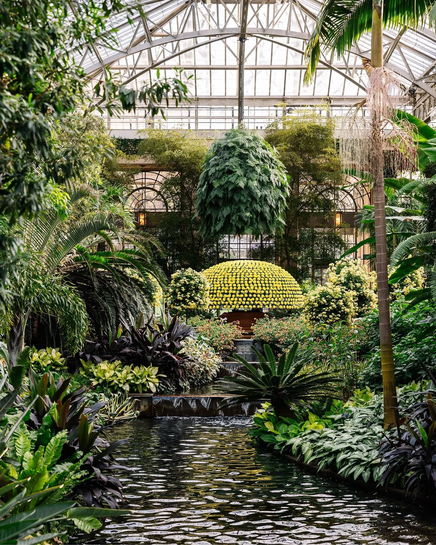 The Chrysanthemum Festival at Longwood Gardens as recently featured in Martha Stewart (!!!) 🌼💛✨

📍: Longwood Gardens &ndash; Kennett Square, Pennsylvania
🏷️: America&rsquo;s Garden Capital, Brandywine Valley, garden photographer, garden photograp