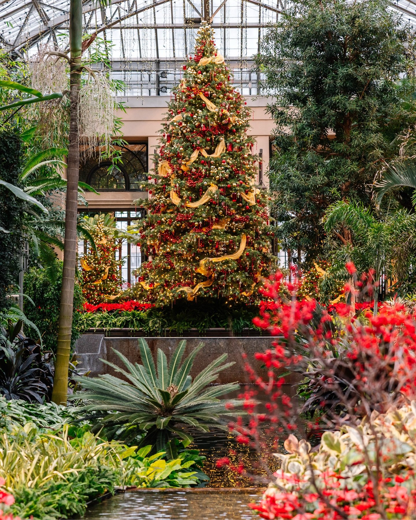 Daytime photos of A Longwood Christmas &ndash; A Gem of a Season!🎄✨

🏷️: Longwood Gardens, Longwood Gardens photographer, botanical garden photographer, garden photographer, Brandywine Valley, America&rsquo;s Garden Capital, Kennett Square Pennsylv