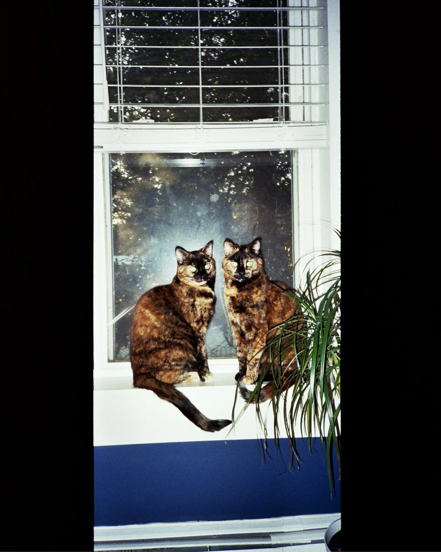 I bought *another* film camera and without any research I learned afterwards that it&rsquo;s panoramic. I guess I should have known from the viewfinder, but it&rsquo;s still a fun surprise!

Here&rsquo;s some of my life these last few months. ✨ 

(I 