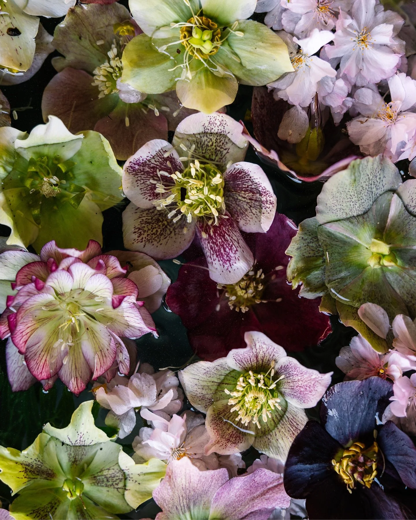 Oh Chanticleer, how you steal my heart with every visit. One of the most beautiful and special gardens in the area.

Photographed on April 4, 2026.
📍: Chanticleer &ndash; Wayne, Pennsylvania
🏷️: Chanticleer, a pleasure garden, garden photographer, 