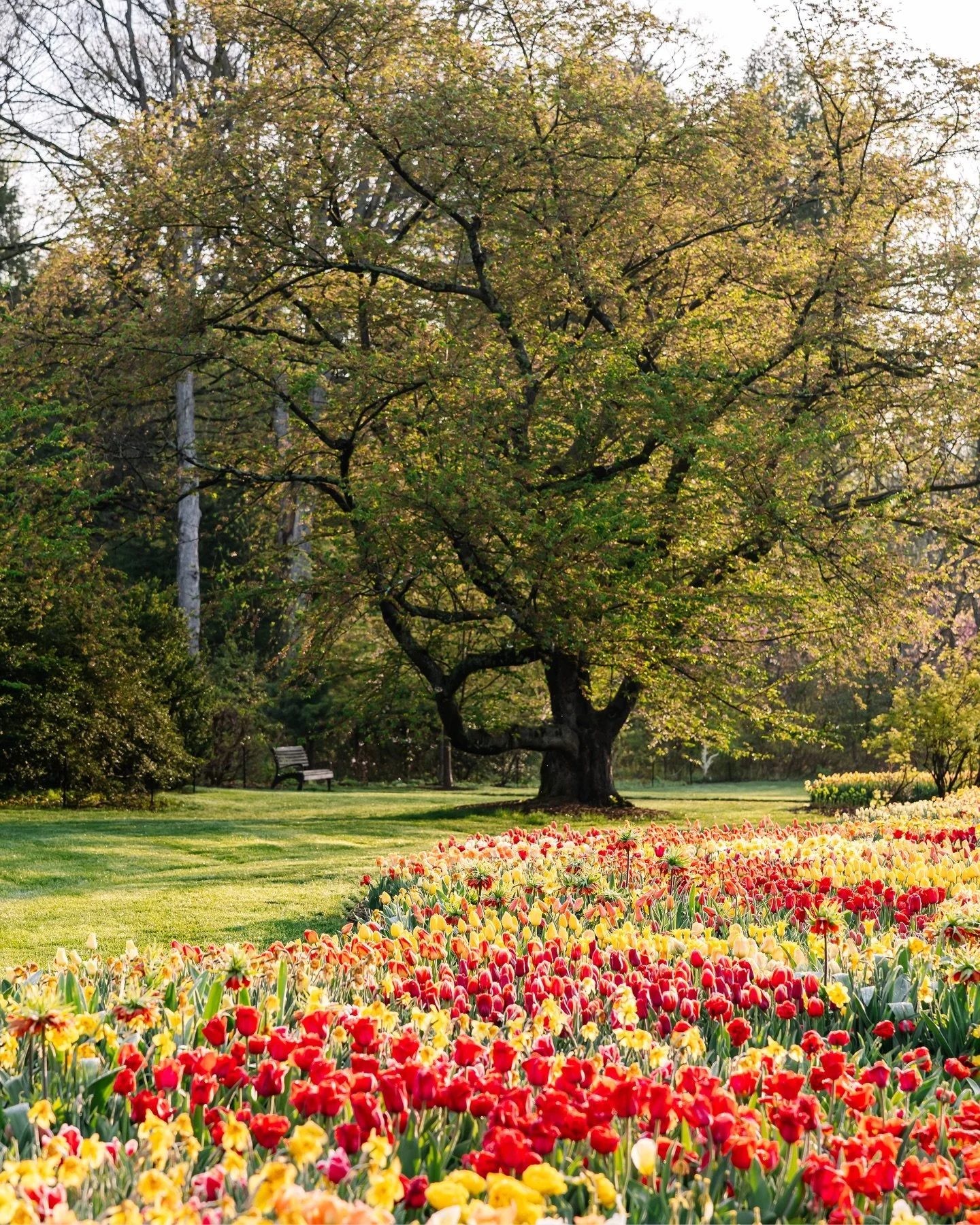 It&rsquo;s officially (in my opinion) the most magical season at Longwood Gardens! The tulips are officially in PEAK bloom! 🌷✨

Photos were taken yesterday, April 15th.

🏷️: Longwood Gardens, Longwood Gardens tulips, Longwood Gardens photographer, 