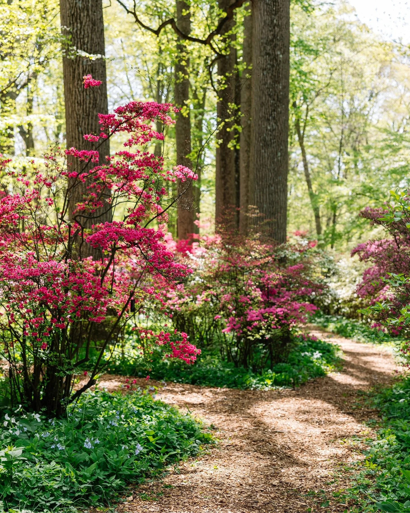 Early last week I visited Winterthur at the start of the azalea blooms. The blooms this spring have been all over the place, just like the weather. 😵&zwj;💫

Photographed on April 21, 2026. 

📍: Winterthur Museum, Garden &amp; Library - Wilmington,