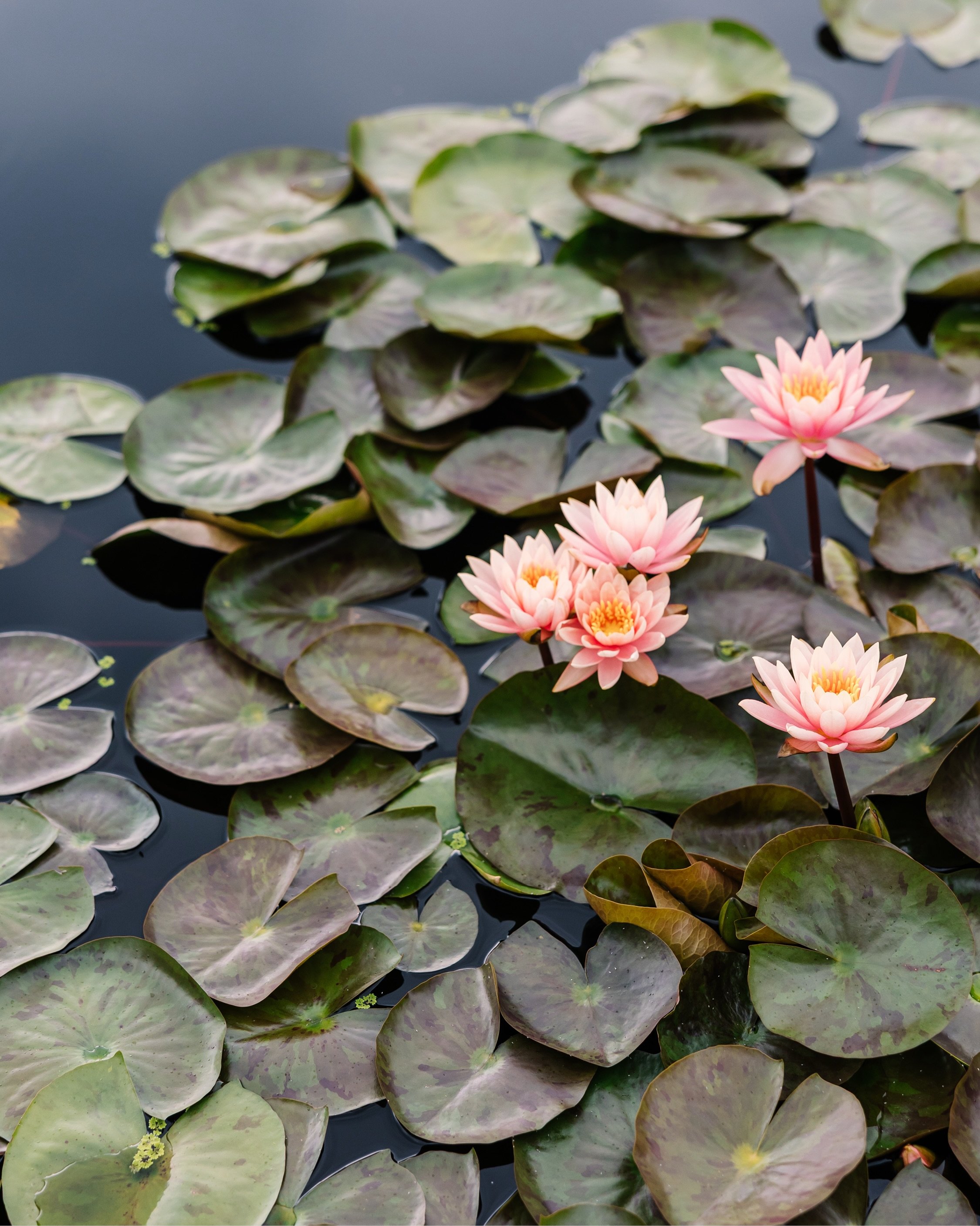 Slow moments from late August at Longwood Gardens.

🏷️: Longwood Gardens, Longwood Gardens photographer, garden photographer, garden photography, America&rsquo;s Garden Capital, Brandywine Valley