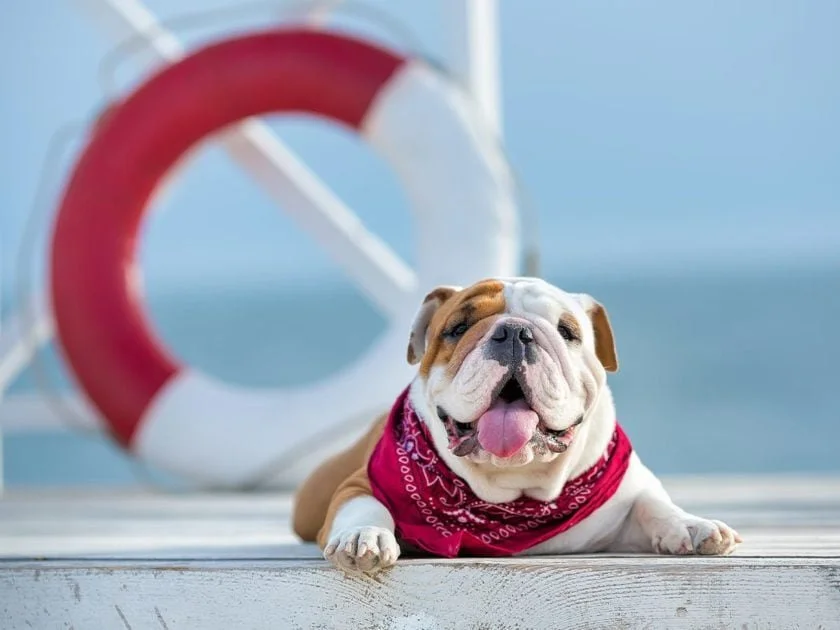 Dog-Days-of-Summer-1200x900-1-840x630.jpg